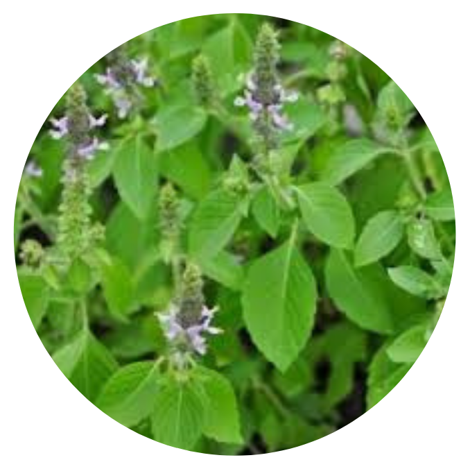 Vinaigre Basilic sacré, tulsi, Morbihan